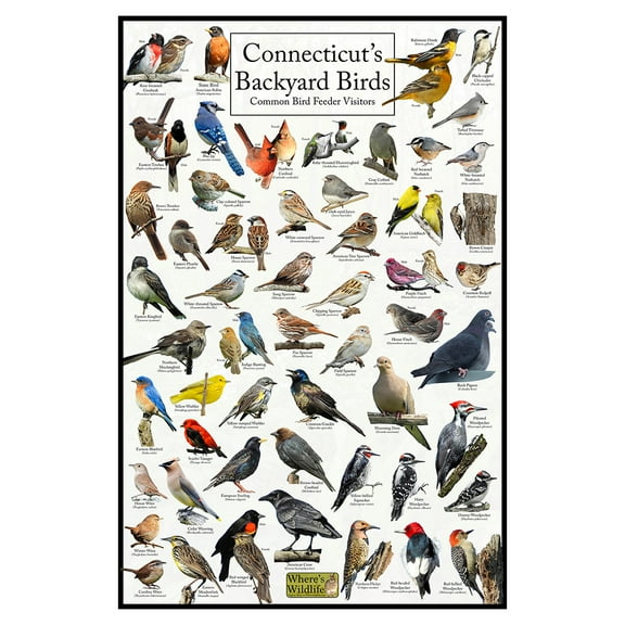 Connecticut's Backyard Birds Poster - Connecticut Bird Chart Highlighting Birds At Your Bird Feeder