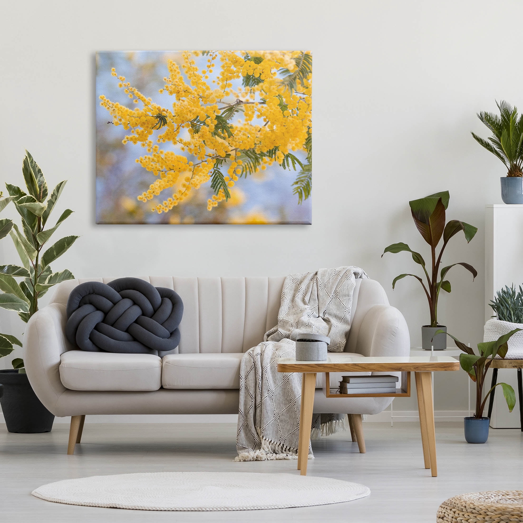Yellow Mimosa Tree Flowers Nature Botanical & Floral Photograph Gallery Wrapped Canvas Print Wall Art