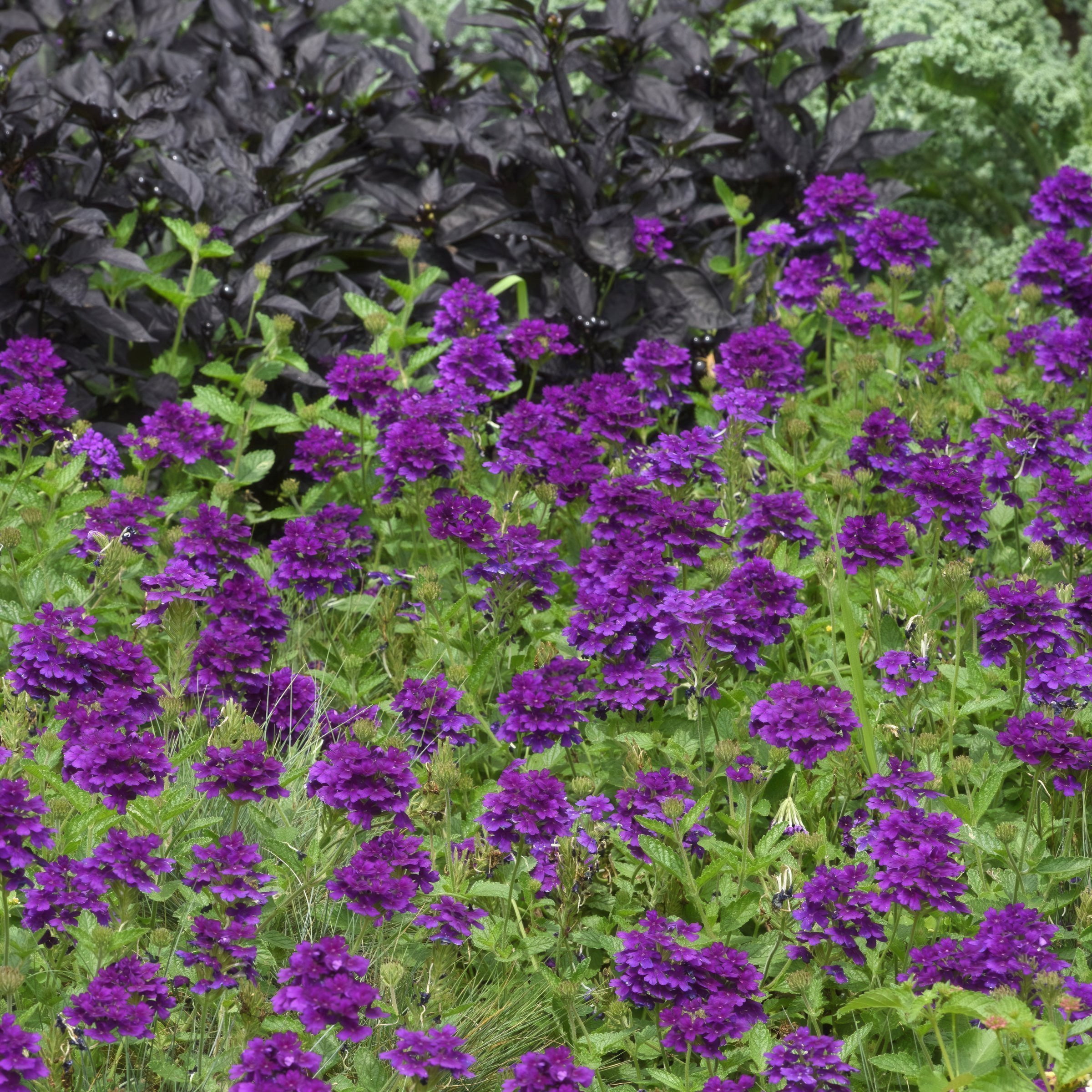 Live Perennial 4" Verbena EnduraScape Dark Purple (3-Pack) with Full Sunlight