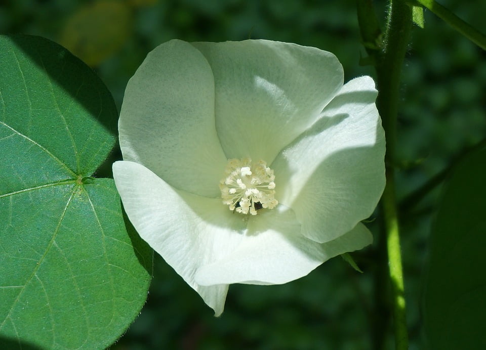 Flower Blossom Cotton Bloom Cotton Flower Plant12 Inch BY