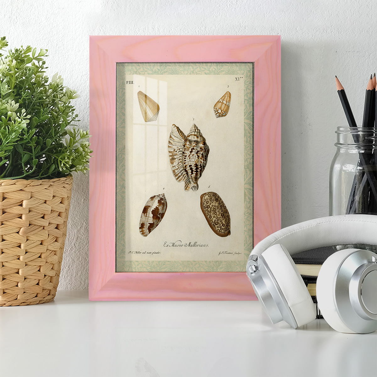 Bookplate Shells II - Framed Print w/glass - Sunset Pink