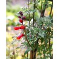 thumbnail image 4 of 50 MIXED GLORY VINE Eccremocarpus Scaber Chilean Glory Vine Red Pink Orange Yellow Flower Seeds, 4 of 6