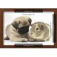 thumbnail image 3 of Fawn Pug Puppy, 8 Weeks, and Guinea Pig, Animals Framed Art Print Wall Art by Mark Taylor Sold by ArtCom, 3 of 6