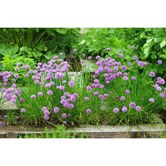 500 Seeds CHIVE Allium Schoenoprasum Vegetable Seeds