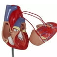 thumbnail image 6 of MOMOJIA Human Heart Anatomy Model for Cardiology Study Demonstrating Heart Bypass, 6 of 8