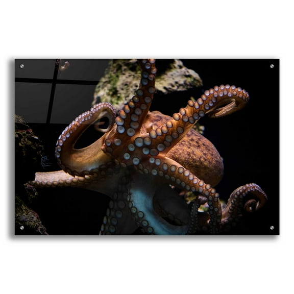 Epic Art 'The Kraken' by Epic Portfolio Acrylic Glass Wall Art, 36"x24"