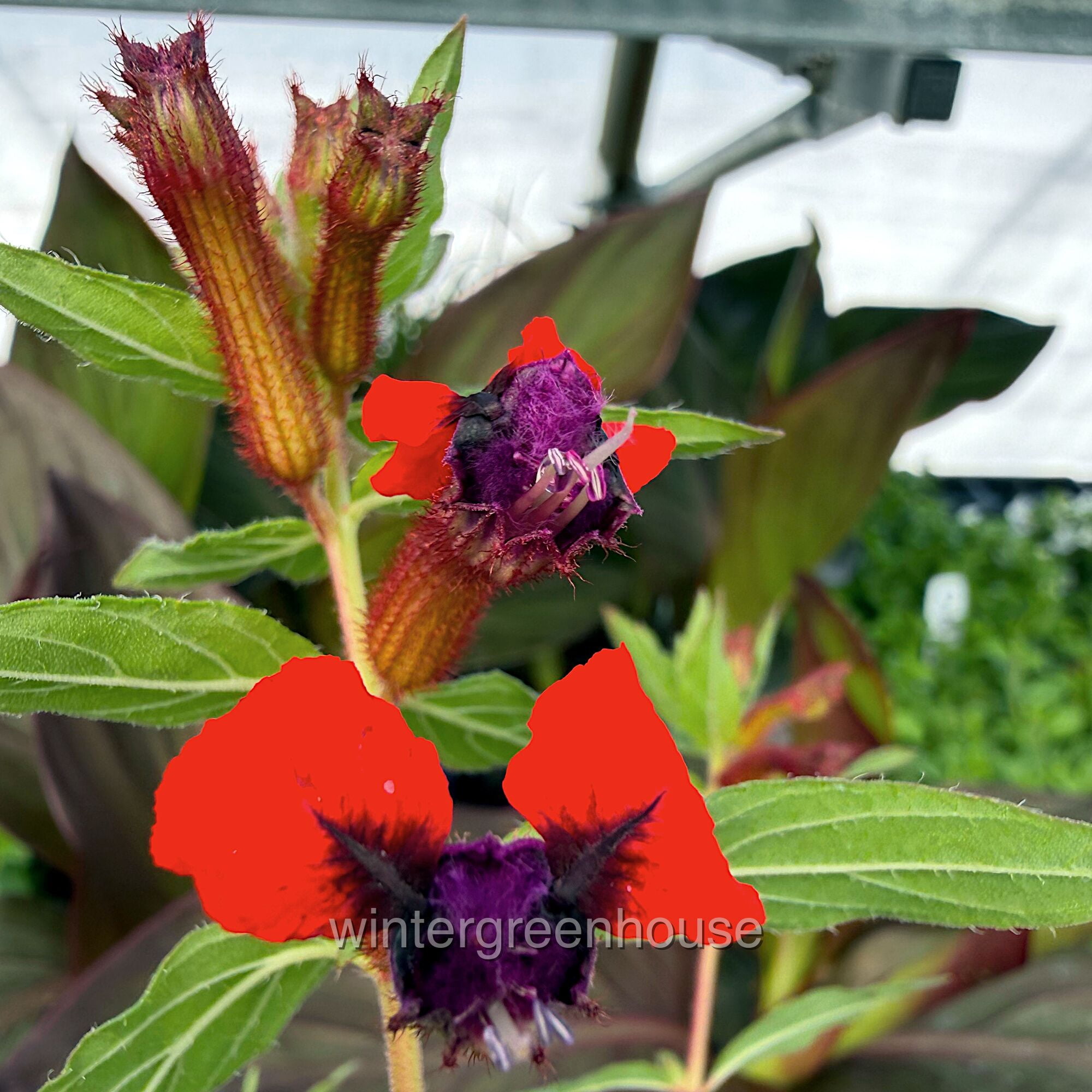 Cuphea Llavea, Torpedo, Bat-faced Cuphea, Red Cuphea - Pot Size: 3"  (2.6x3.5") - Flowers, House Plants