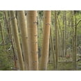 thumbnail image 2 of Fitzharris, Tim 14x12 Black Ornate Wood Framed with Double Matting Museum Art Print Titled - Aspen Grove IV, 2 of 4