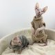 thumbnail image 5 of Methold Ropa para gatos sin pelo, respetuosa con la piel, hecha con franela transpirable, ropa cálida de invierno para gatos sin pelo Ropa para mascotas gris l, 5 of 6
