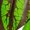 K, variant on Ruanlalo Reptile Tank Artificial Plants Decoration Chameleon Lizard Tree Frog Turtle Terrarium Accessory Animal Basking Platform with Suction Cup