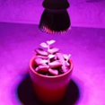thumbnail image 2 of 2 Luces LED E14 para Crecimiento de Plantas, 85-265 V, Espectro Completo, para Invernadero de Jardín Interior Hidropónico, 28 W, 2 of 5