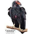 thumbnail image 3 of CafePress - California Condor - Greeting Card, Blank Inside Matte, 3 of 3