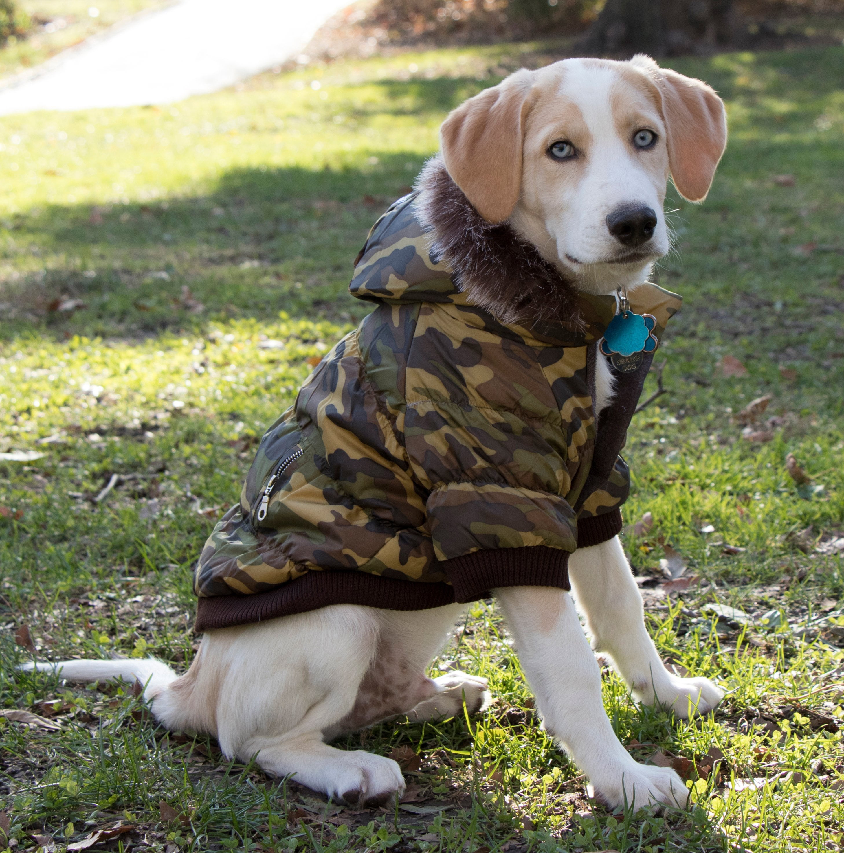 Petlife shop dog coats