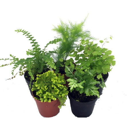  Mini  Ferns for Terrariums Fairy Garden 5 Different 