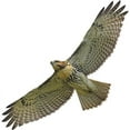 thumbnail image 2 of CafePress - Soaring Red Tail Hawk Mug - 11 oz Ceramic Mug - Novelty Coffee Tea Cup, 2 of 4
