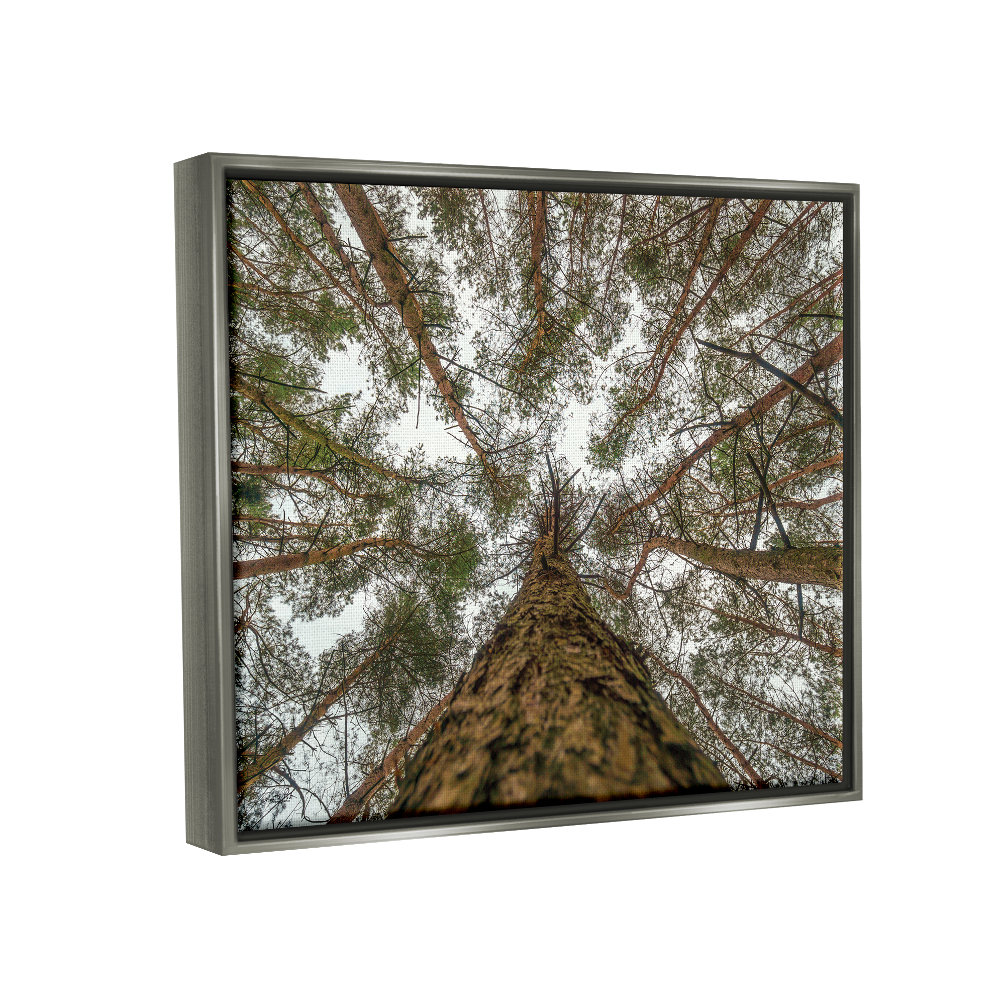 Stupell Looming Tree Branches Overhead Landscape Photography Gray Floater Framed Art Print Wall Art