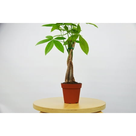 Money Tree - Pachira Braid 'Guiana Chestnut' Bonsai Plant / 4