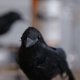thumbnail image 2 of Halloween Cuervo Artificial Realista DIY Pájaros Artesanía Adornos Fiesta Temática, 2 of 6