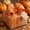 A, variant on Trovenix Thanksgiving Wired Ribbon 2.5 Inch x 5 Yards Pumpkin Maple Leaf Fall Ribbon for Wreath Bow Gift Wrapping Tree Door Decor