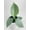 4_PHILODENDRON_SILVER.SWORD, variant on Philodendron Silver Sword 'Philodendron Hastatum' - Live Air-Purifying Indoor Plant in Nursery Pot – Easy Care, Low Maintenance Houseplant for Home & Office Decor, Natural Air Cleaner, Best for