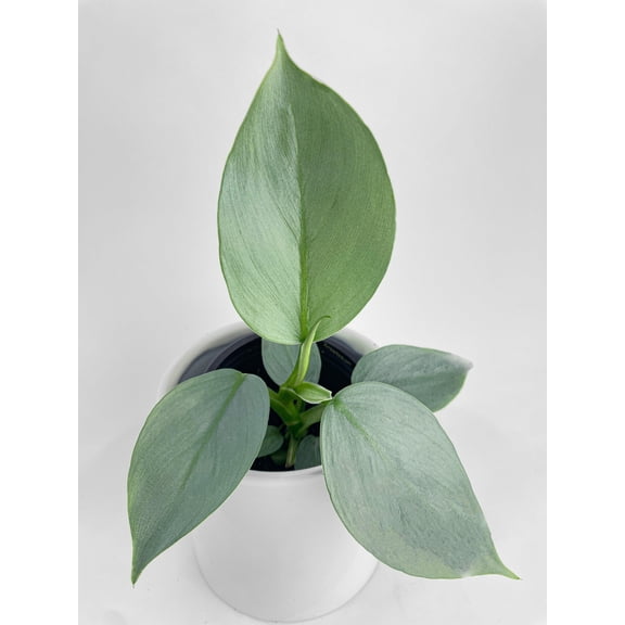 Philodendron Silver Sword 'Philodendron Hastatum' - Live Air-Purifying Indoor Plant in Nursery Pot – Easy Care, Low Maintenance Houseplant for Home & Office Decor, Natural Air Cleaner, Best for