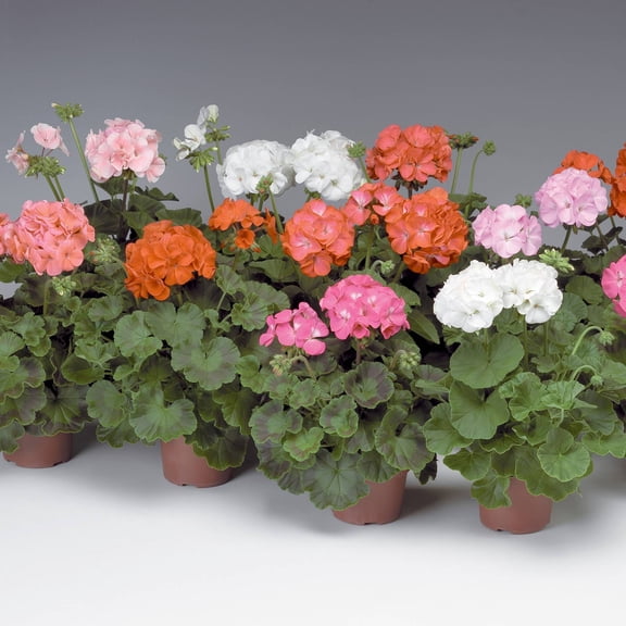 Pinto Premium F1 Series Geranium Flower Garden Seeds - Mix - 100 Seeds - Annual Flower Gardening Seeds