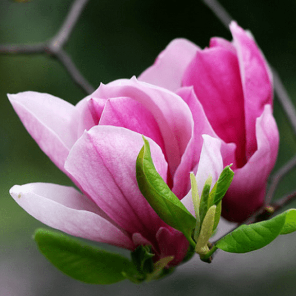 Fragrant Jane Magnolia Live Plant, 3-5 inch Tall Starter Plant, Pink and Purple Flowering Tree for Planting, Dormant