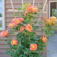 thumbnail image 5 of Proven Winners ColorChoice 5" Orange Rise Up Emberays Rose Live Plant in 4.5" Pot (4 Count), 5 of 7