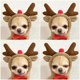 thumbnail image 3 of XS Disfraz de Navidad para perro y gato, vestido divertido para mascota, trajes para cachorros, ropa de Navidad, 3 of 5