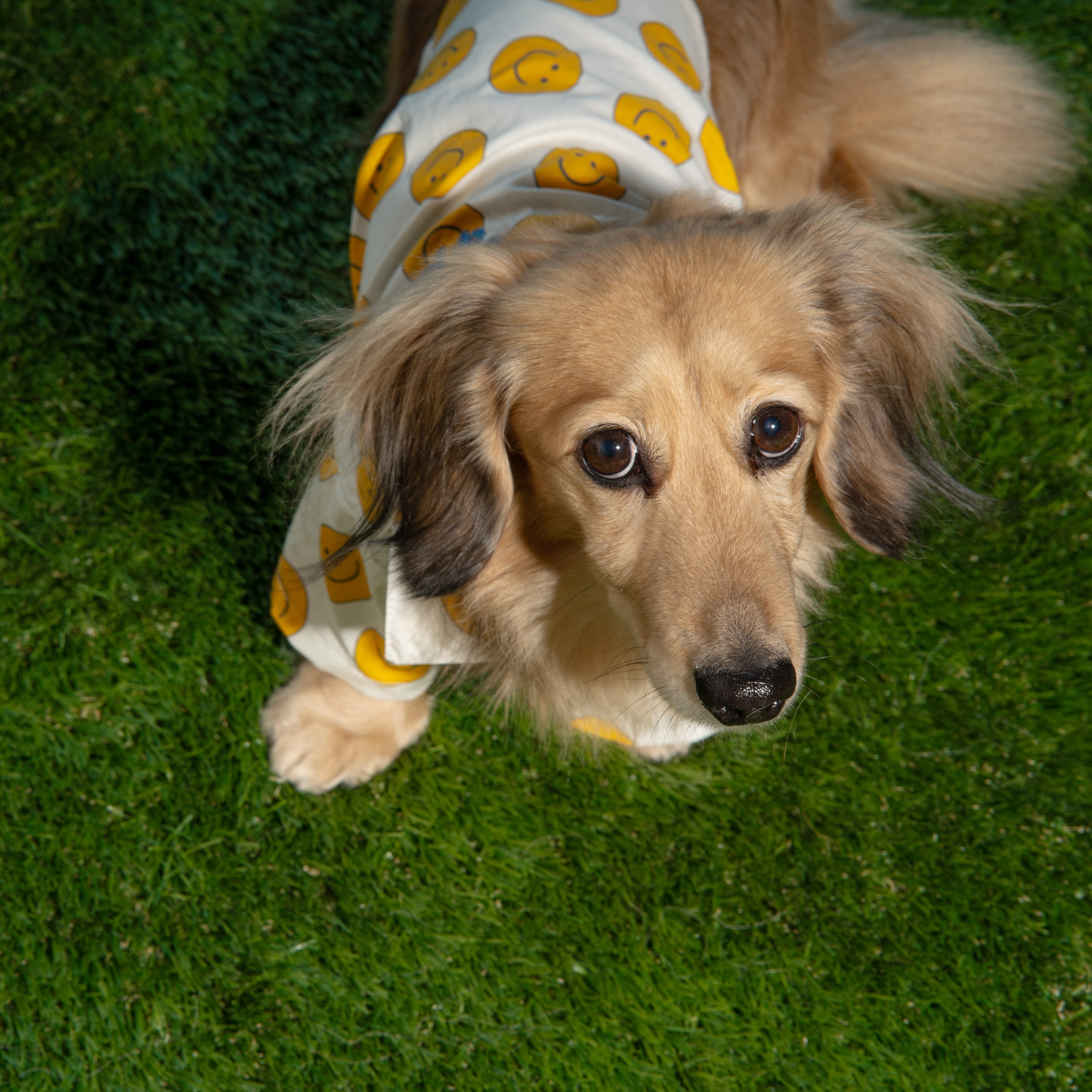 Oodles Tan Boxy Button-Up Smiley Face Spring Dog T-Shirt, Medium
