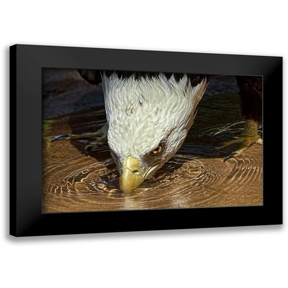 Cox, Mark 24x17 Black Modern Framed Museum Art Print Titled - Cool Drink on a Hot Day