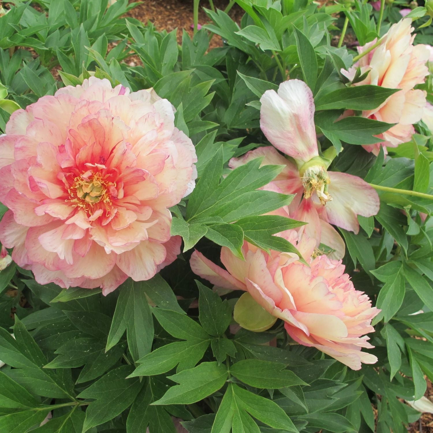 Expert Gardener 12-18" Peony Simply Scrumptious™ Live Tree in 1 gal. Grower Pot