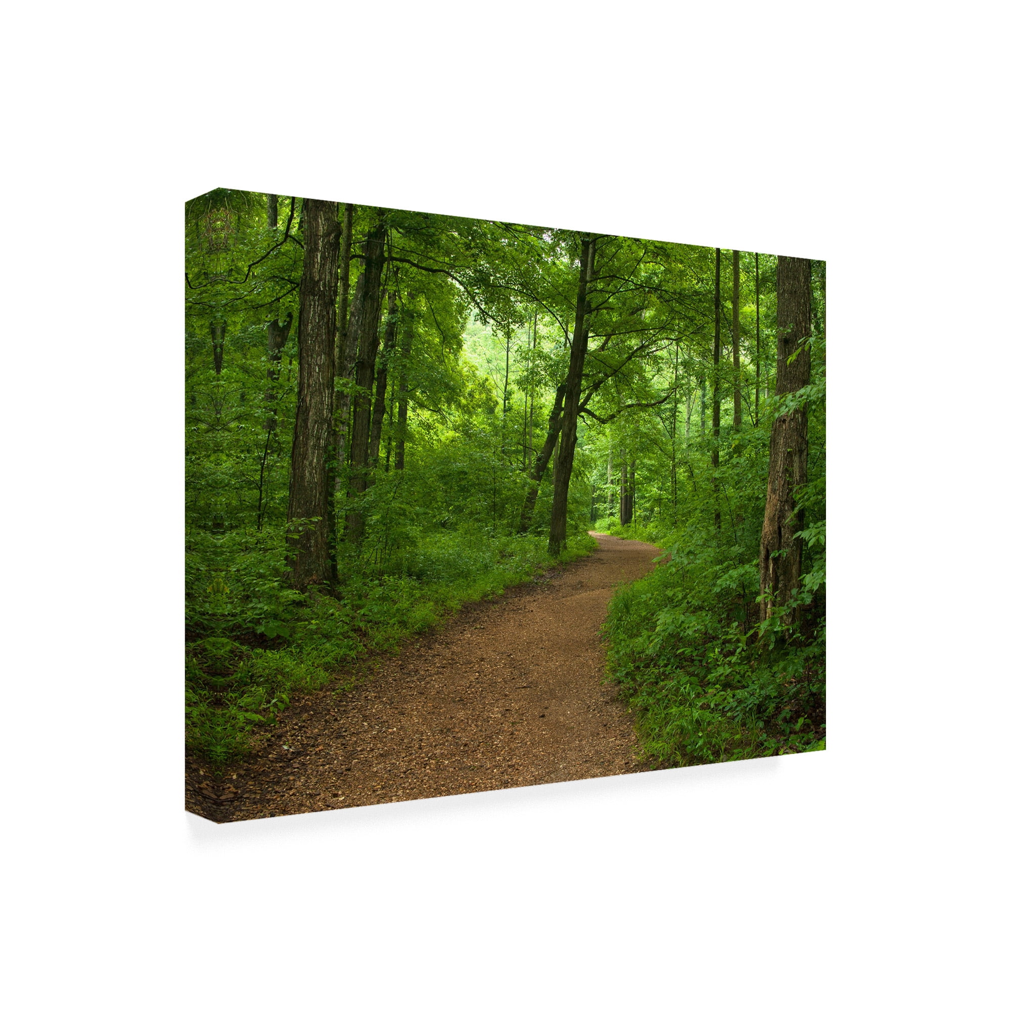 Trademark Fine Art 'Summer Walk' Canvas Art by David Hammond