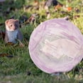 thumbnail image 2 of MLINS Hamster Exercise Ball Small Rolling Ball Toy for Small Pets Hamsters Clear Plastic Running Ball Hamster Cage Accessories, 2 of 7