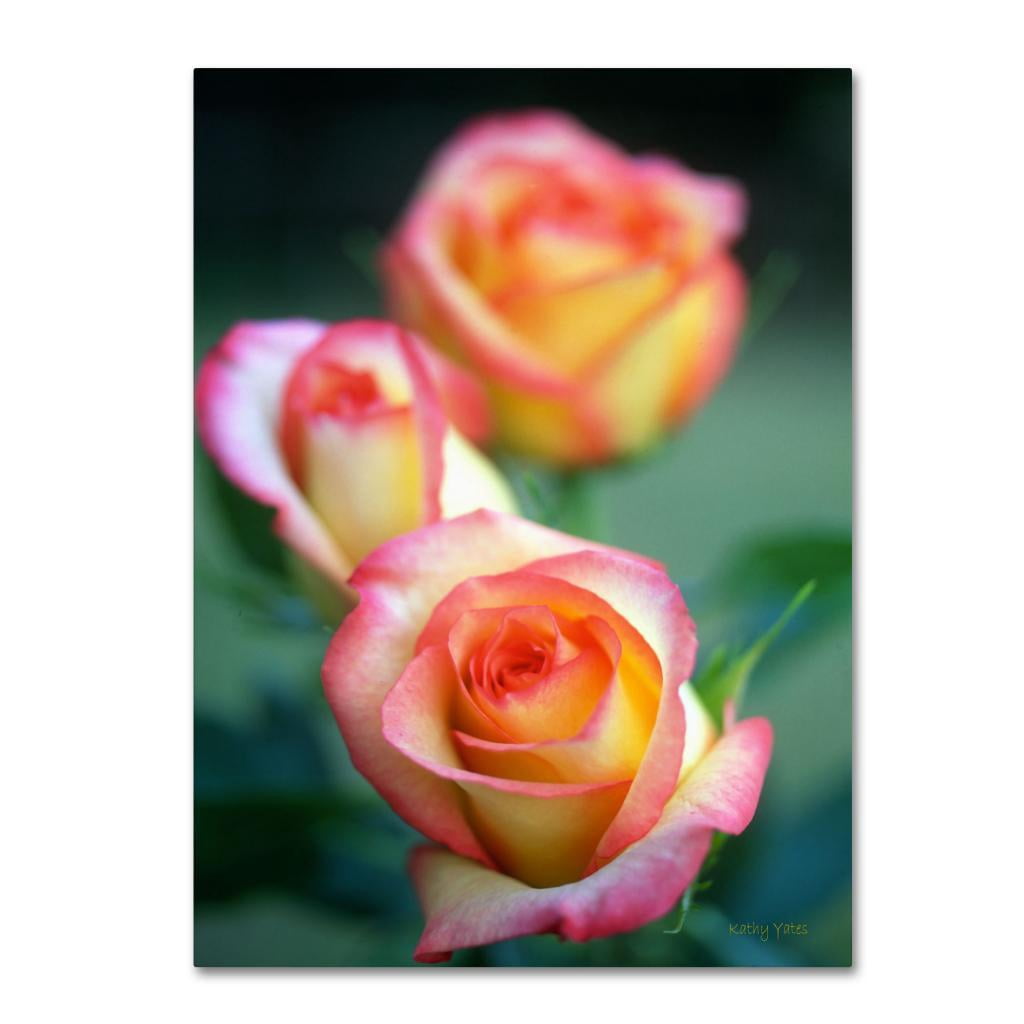 Trademark Fine Art "Rose Trio" Canvas Art by Kathy Yates