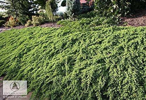 Juniper Procumbens Nana - 30 Live Plants - Drought Tolerant Cold Hardy Evergreen Ground Cover