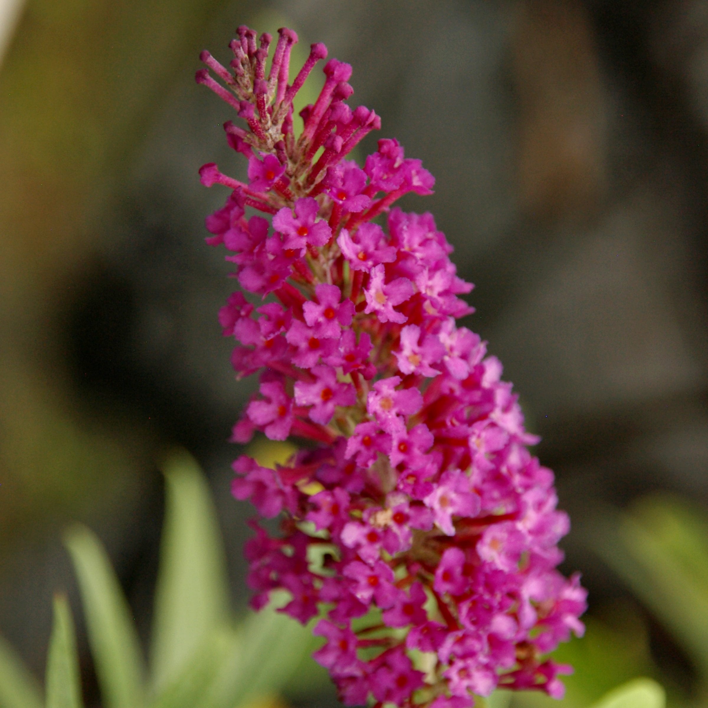 National Plant Network 3.25 in. Buddleia Magenta Buzz (4-Pack)