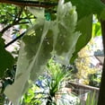 thumbnail image 4 of Nylon Grow Fruit Protection Bags With Drawstring For Protecting Plant Flower, 4 of 12