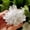 White Clear Quartz 70g, variant on K-KED Natural White Clear Quartz Cluster Healing Energy Crystal Point Specimens Reiki-White Clear Quartz 100g