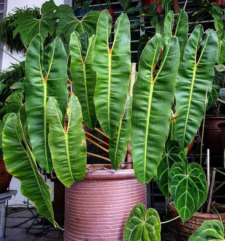 Billietiae Philodendron - Live Plant in a 4 Inch Pot - Philodendron Erubescens - Extremely Rare and Beautiful Indoor Houseplant - A Rare Tropical Masterpiece