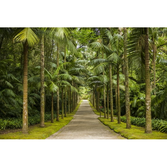 Portugal, Azores, Sao Miguel Island, Furnas. Terra Nostra Garden, tree-lined path Poster Print by Walter Bibikov (24 x 36)