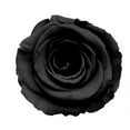 thumbnail image 3 of Decor-land-FS Black Rose Flower Seeds, Very dark maroon black-like color, 3 of 3