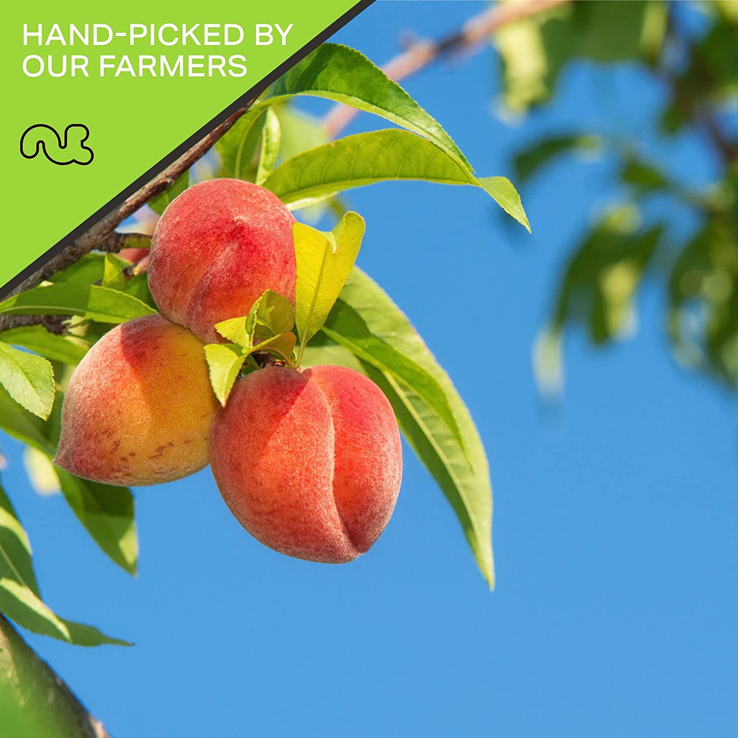 Nut Cravings Sun Dried California Peaches, No Sugar Added (32oz - 2 lbs)