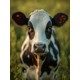 thumbnail image 1 of Qisvanset 12x16 Inch Holstein Spotted Cow Canvas Wall Art, Farm Animal Print Kitchen Green Style Home Decor, 1 of 8