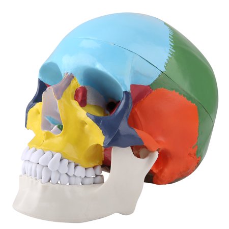 

Painting Human Skull Model Plastic Human Skull Model For Painting