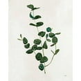 thumbnail image 2 of Purinton, Julia 26x32 Black Ornate Wood Framed with Double Matting Museum Art Print Titled - Botanical Study II Greenery, 2 of 4