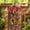 256#Red, variant on 12 Branch Trailing Daisy Artificial Hanging Flower Spray, Sun Rain Resistant Shapeable Allergy Friendly Foliage Strand, Year Round Decor for Patio Window Box Yard Entry Arrangement