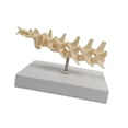 thumbnail image 3 of Modelo anatómico Modelo de articulación de perro Suministros Decoración Estructura de articulación de cachorro portátil para investigación académica Espina lumbar, 3 of 8