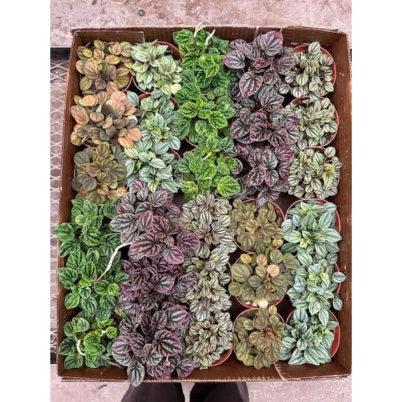 Harmony Foliage Ripple Peperomia Assortment in 4 inch pots 15-Pack Bulk Wholesale