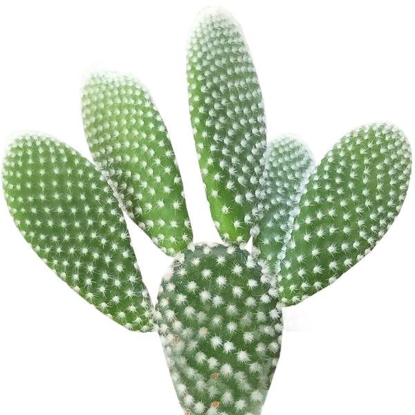 Angel Wing Cactus, Opuntia Microdasys, Bunny Ears Cactus, Easy Care